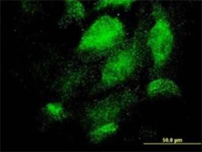 Immunocytochemistry/ Immunofluorescence: TEX13A Antibody (3B10) [H00056157-M01]