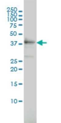 Western Blot: TEX13A Antibody (3B10) [H00056157-M01]