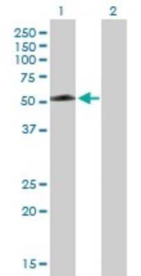 Western Blot: TEX13A Antibody [H00056157-B01P]