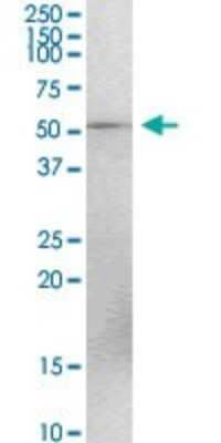 Western Blot: TEX13A Antibody [H00056157-D01P]