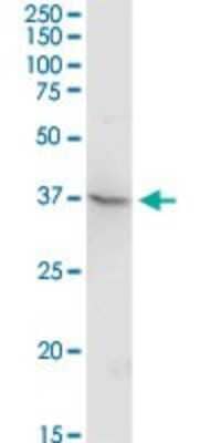 Western Blot: TEX13A Antibody [H00056157-D01P]