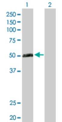 Western Blot: TEX13A Antibody [H00056157-D01P]