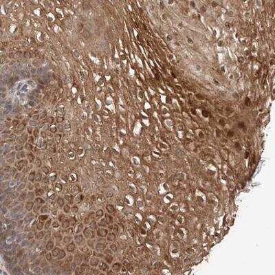 Immunohistochemistry-Paraffin: TEX13B Antibody [NBP1-80691]