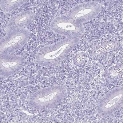 Immunohistochemistry-Paraffin: TEX19 Antibody [NBP2-30835]