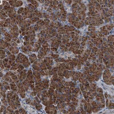 Immunohistochemistry-Paraffin: TEX2 Antibody [NBP1-83156]