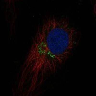 Immunocytochemistry/ Immunofluorescence: TEX26 Antibody [NBP3-17177]