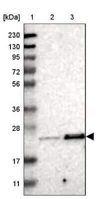 Western Blot: TEX261 Antibody [NBP1-81126]