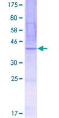 SDS-PAGE: Recombinant Human TEX261 GST (N-Term) Protein [H00113419-P01]