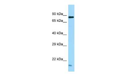 Western Blot: TEX35 Antibody [NBP2-83646]