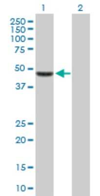 Western Blot: TFAP2D Antibody [H00083741-B01P]