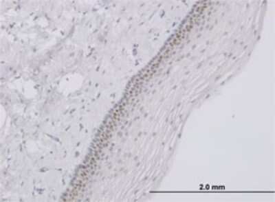 Immunohistochemistry-Paraffin: TFAP4 Antibody (6B1) [H00007023-M01]
