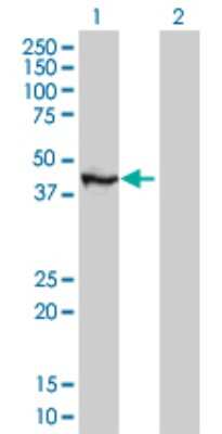Western Blot: TFAP4 Antibody (8G6) [H00007023-M05]