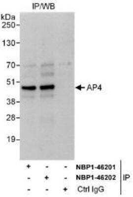 Immunoprecipitation: TFAP4 Antibody [NBP1-46201]