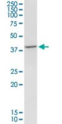 Western Blot: TFB1M Antibody (4E4) [H00051106-M01]