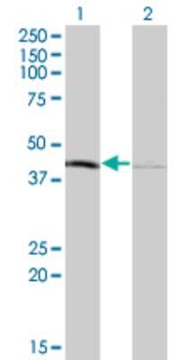 Western Blot: TFB1M Antibody (4E4) [H00051106-M01]