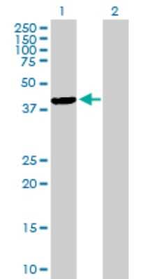 Western Blot: TFB1M Antibody [H00051106-B02P]