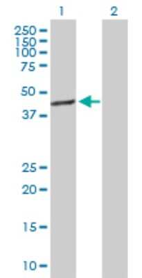 Western Blot: TFB1M Antibody [H00051106-D01P]