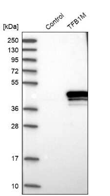 Western Blot: TFB1M Antibody [NBP2-13429]