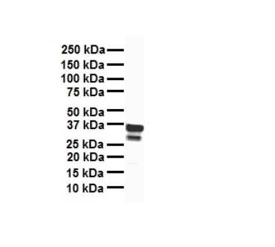 Western Blot: TFB1M Antibody [NBP3-10330]