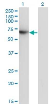 Western Blot: TFCP2 Antibody (3H6) [H00007024-M01]