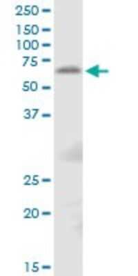 Western Blot: TFCP2 Antibody [H00007024-B01P]