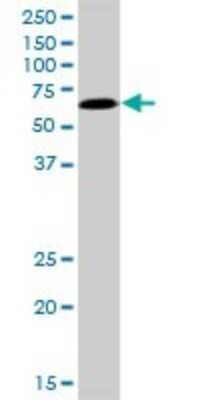 Western Blot: TFCP2 Antibody [H00007024-B01P]