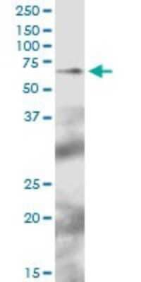 Western Blot: TFCP2 Antibody [H00007024-B01P]