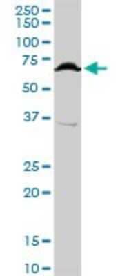 Western Blot: TFCP2 Antibody [H00007024-D01P]