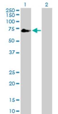 Western Blot: TFCP2 Antibody [H00007024-D01P]