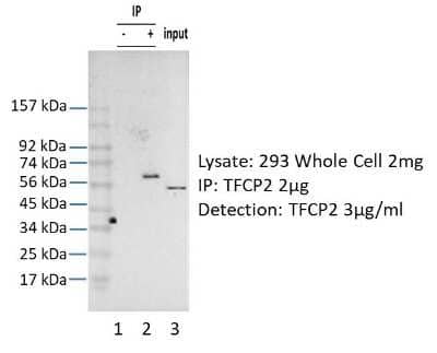 Western Blot: TFCP2 Antibody [NBP3-10892]