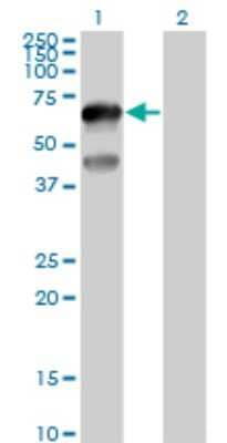 Western Blot: TFCP2L1 Antibody [H00029842-B01P]