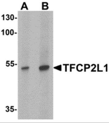 Western Blot: TFCP2L1 AntibodyBSA Free [NBP2-82042]