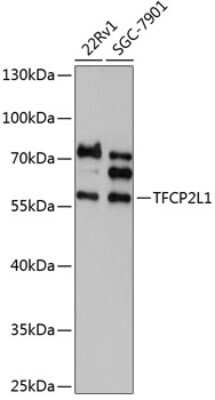 Western Blot: TFCP2L1 AntibodyAzide and BSA Free [NBP2-93849]