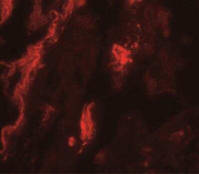 Immunocytochemistry/ Immunofluorescence: TFEB Antibody - BSA Free [NBP2-41168]