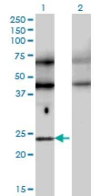 Western Blot: TFEC Antibody (4F11) [H00022797-M08]