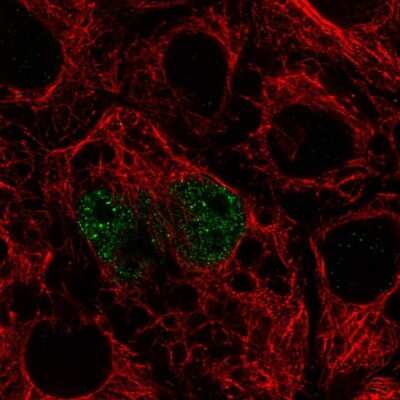 Immunocytochemistry/ Immunofluorescence: TFEC Antibody [NBP2-57258]