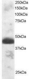 Western Blot: TFEC Antibody [NB100-1031]