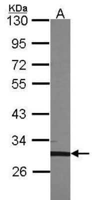 Western Blot: TFEC Antibody [NBP2-43766]