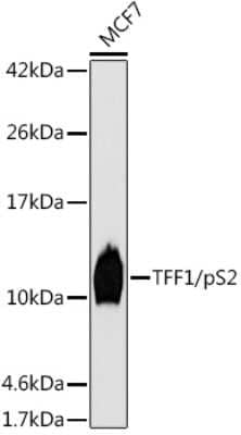 Western Blot: TFF1/pS2 Antibody (6P6R7) [NBP3-16651]