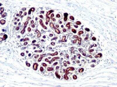 Immunohistochemistry-Paraffin: TFF1/pS2 Antibody (GE2 (same as R47/94)) - Azide and BSA Free [NBP2-34623]