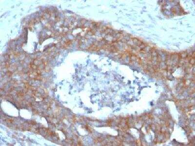 Immunohistochemistry-Paraffin: TFF1/pS2 Antibody (GE2 (same as R47/94)) - Azide and BSA Free [NBP2-34623]