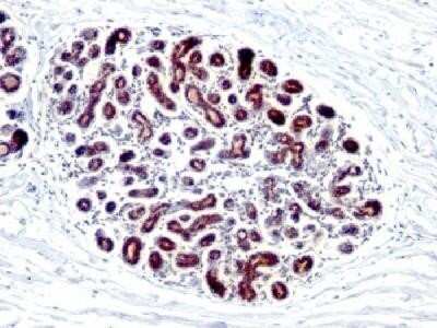 Immunohistochemistry-Paraffin: TFF1/pS2 Antibody (GE2 (same as R47/94)) - IHC-Prediluted [NBP2-44996]