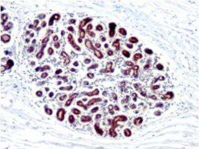 Immunohistochemistry: TFF1/pS2 Antibody (PS2GE2) - BSA Free [NBP2-50275]