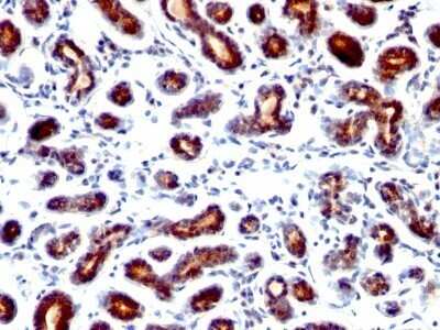 Immunohistochemistry-Paraffin: TFF1/pS2 Antibody (TFF1/1091) - Azide and BSA Free [NBP2-48010]