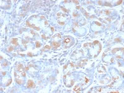 Immunohistochemistry-Paraffin: TFF1/pS2 Antibody (TFF1/2969R) - Azide and BSA Free [NBP3-08252]