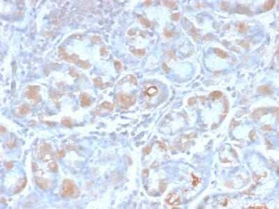 Immunohistochemistry-Paraffin: TFF1/pS2 Antibody (TFF1/2969R) [NBP3-07343]