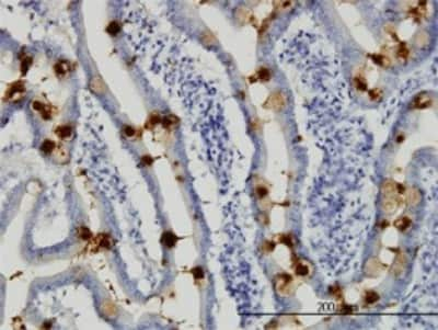 Immunohistochemistry-Paraffin: TFF3 Antibody (3D9) [H00007033-M01]