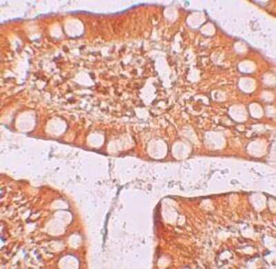 Immunohistochemistry-Paraffin: TFF3 Antibody - BSA Free [NBP1-76514]