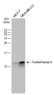 Western Blot: TFF3 Antibody [NBP3-13358]