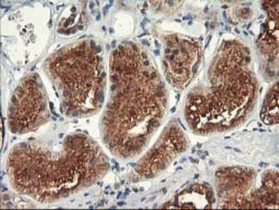 Immunohistochemistry-Paraffin: TFG Antibody (OTI2C3) [NBP2-01438]